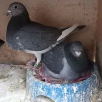 دو جفت کبوتر آردن و ونروی خون خالص