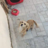 توله سگ باهوش شناسنامه دار|سگ|مشهد, انقلاب|دیوار