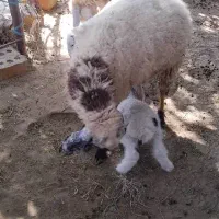 گوسفند فروشی|حیوانات مزرعه|ایرانشهر, |دیوار