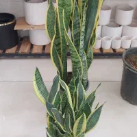 گلهای آپارتمانی|گل و گیاه طبیعی|کرمانشاه, |دیوار