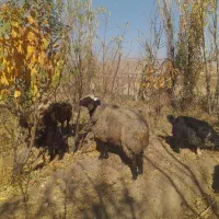 فروش قوچ نر شال