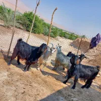 بزچاق