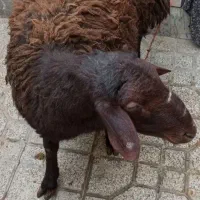 قصاب ماهر گوسفند در محل|خدمات پذیرایی، مراسم|همدان, |دیوار