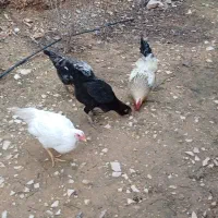 مرغ و خروس کردی