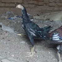 جوجه خروس لاری نوک طوطی چشم سفید فروشی