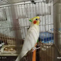 پنج عدد عروس هلندی جوجه آس|پرنده|قرق, |دیوار