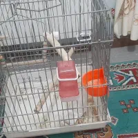 قفس عروس هلندی وطوطی برزیلی|لوازم جانبی حیوانات|پاکدشت, پاکدشت (مامازند)|دیوار