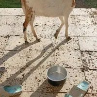 گتاچ مری آبستن