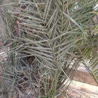 فروش دو عدد نخل گنتار در کاکی