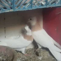 کبوتر نقش|پرنده|هریس, |دیوار