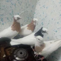 کبوتر|پرنده|شیراز, اکبر آباد|دیوار