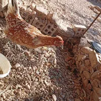 مرغ گلین و مرندی