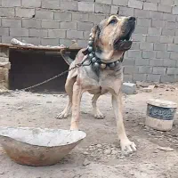 سگ سرابی نگهبان شش دانگ