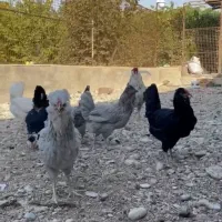 تخم نطفه دار و جوجه گلین چهل تاج ریش|حیوانات مزرعه|تنکمان, |دیوار