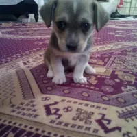 یک عدد سگ پا کوتاه|سگ|مشهد, گلبرگ شمالی|دیوار