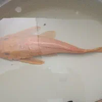 لجن خوار