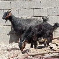 بز بیگ