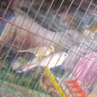 قناری|پرنده|شیروان (لرستان), |دیوار