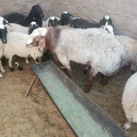 سلام فروش یک راس شیشک چاق