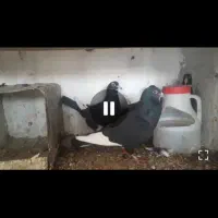 نرماده سیاه پلنگ|پرنده|چترود, |دیوار