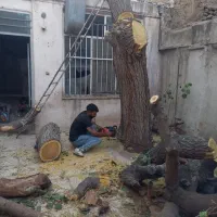 خرید انواع چوب وهرس کاری|خدمات باغبانی و درختکاری|مشهد, رسالت|دیوار