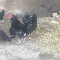 تخم نطفه دار گلین|حیوانات مزرعه|قم, جمکران|دیوار