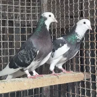 کبوتر. شازه و ابلغی