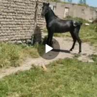 کره نریان مشکی