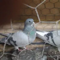 کفتر دمگیر نر و ماده