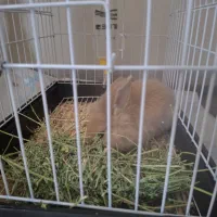 خرگوش|موش و خرگوش|ری, علایین|دیوار