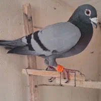 سبز آلمانی‌ پلاکی اصل