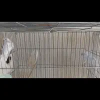 مرغ عشق پروانه ای شرابی|پرنده|برخوار, |دیوار