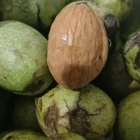 فروش گردوی تازه وتر باپوست سبز کوهستان