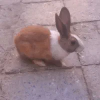 ۲عدد خرگوش ومرغ عشق