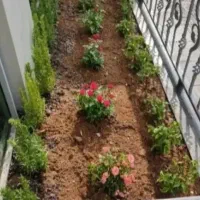 گل کاری وباغبانی هرس کاری وپابیل|خدمات باغبانی و درختکاری|قم, بلوار امین و ساحلی|دیوار