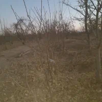 نهال الو|گل و گیاه طبیعی|زبرخان, |دیوار