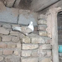 کله سفید نر