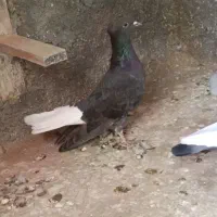 کبوتر