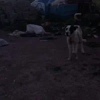 سگ عراقی قیمت مناسب