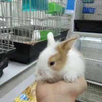 خرگوش مینیاتوری|موش و خرگوش|تهران, تهرانپارس شرقی|دیوار