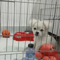 سگ شیتزو سه ماهه سالم و سرحال