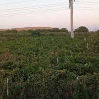 باغ انگور|فروش دفتر صنعتی، کشاورزی، تجاری|ارومیه, |دیوار