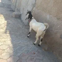 بز افقانی آبستن جهت فروش قیمت 145/000/000