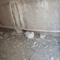 کفتر