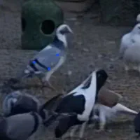 کبوتر پرنده