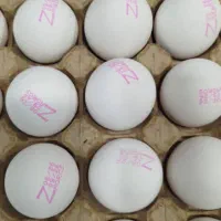 تخم مرغ زاگرس به صورت خرده