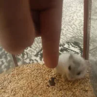 همسر کوچیک نژاد خارجی وارداتی|موش و خرگوش|قرچک, میرزائی شمالی|دیوار