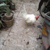 خروسسفیدخروسخونگیدرشتجوان10ماهه|حیوانات مزرعه|قم, هنرستان|دیوار