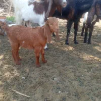 دوراس بز کهره فروشی در بلوک|حیوانات مزرعه|اسماعیلی, |دیوار