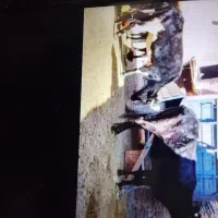 گاو و گوساله